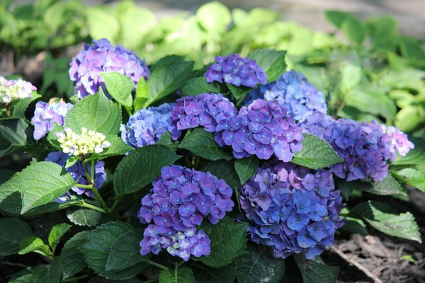 Design personnalisé de placards : options flexibles et uniques