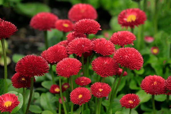 Top anti-nuisibles en drôme : 47 ans d'expertise pour votre sérénité