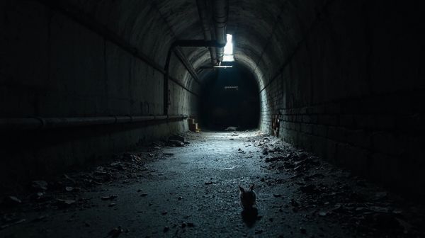 Les raisons de la prolifération des rats en Île-de-France